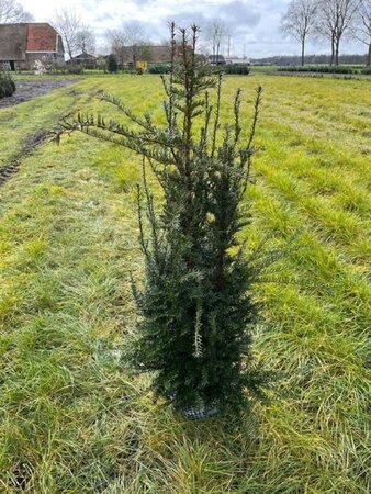 Taxus baccata 100-125 cm met kluit - afbeelding 23