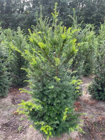 Taxus baccata 100-125 cm met kluit - afbeelding 26