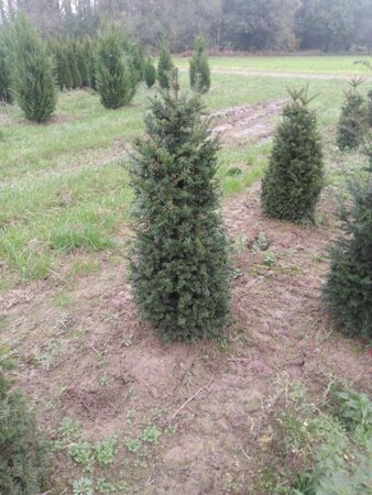 Taxus baccata 100-125 cm met kluit - afbeelding 30