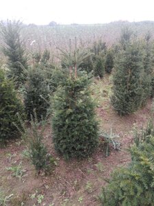 Taxus baccata 100-125 cm met kluit - afbeelding 29