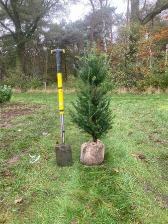 Taxus baccata 100-125 cm met kluit - afbeelding 16