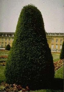 Taxus baccata 100-125 cm met kluit - afbeelding 11