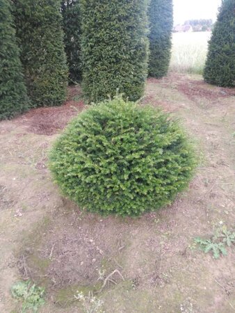 Taxus baccata 100 cm met kluit bol - afbeelding 2