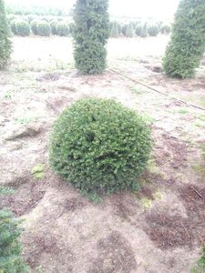 Taxus baccata 100 cm met kluit bol - afbeelding 1