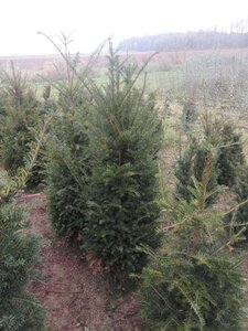 Taxus baccata 125-150 cm met kluit - afbeelding 8