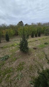 Taxus baccata 125-150 cm met kluit - afbeelding 2