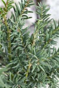 Taxus baccata 125-150 cm met kluit - afbeelding 1