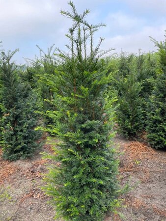 Taxus baccata 125-150 cm met kluit - afbeelding 6