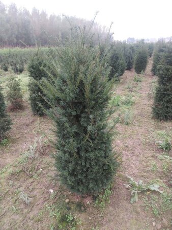 Taxus baccata 125-150 cm met kluit - afbeelding 14