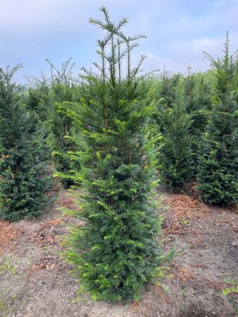 Taxus baccata 125-150 cm met kluit - afbeelding 5