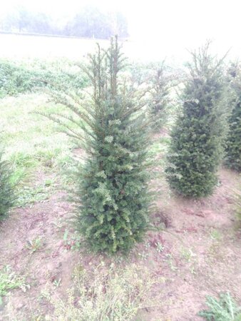 Taxus baccata 125-150 cm met kluit - afbeelding 7