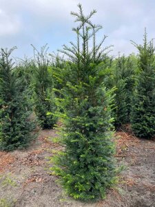 Taxus baccata 150-175 cm met kluit - afbeelding 5