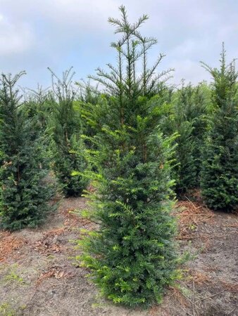 Taxus baccata 150-175 cm met kluit - afbeelding 4