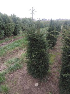 Taxus baccata 150-175 cm met kluit - afbeelding 3