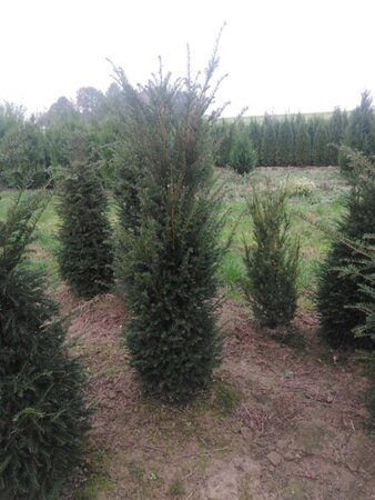 Taxus baccata 150-175 cm met kluit - afbeelding 2