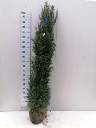 Taxus baccata 150-175 cm met kluit - afbeelding 10