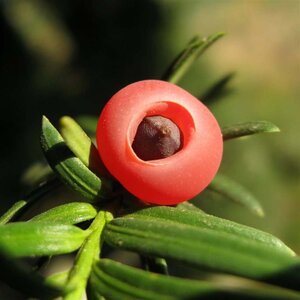 Taxus baccata 150-175 cm RB cone - image 4