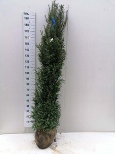 Taxus baccata 175-200 cm met kluit - afbeelding 9