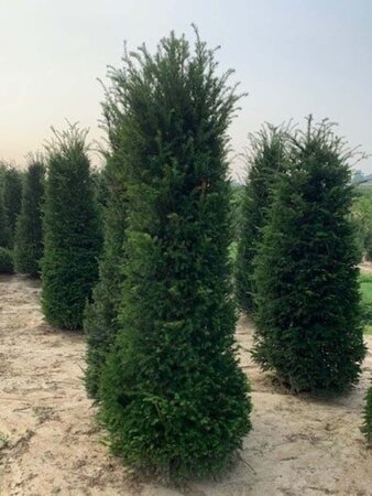 Taxus baccata 175-200 cm met kluit - afbeelding 6