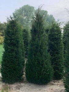 Taxus baccata 175-200 cm met kluit - afbeelding 7