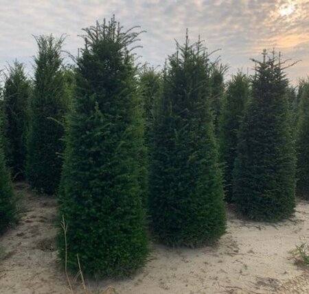 Taxus baccata 175-200 cm met kluit - afbeelding 8