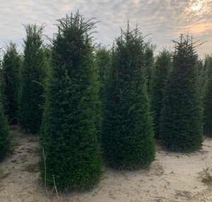 Taxus baccata 175-200 cm met kluit - afbeelding 8