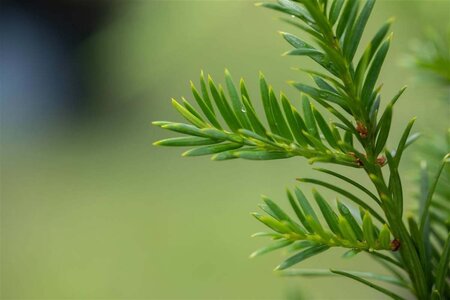 Taxus baccata 175-200 cm RB cone - image 5