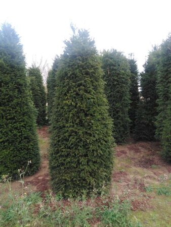 Taxus baccata 200-250 cm met kluit - afbeelding 7