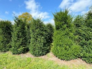 Taxus baccata 250-300 cm draadkluit - afbeelding 8