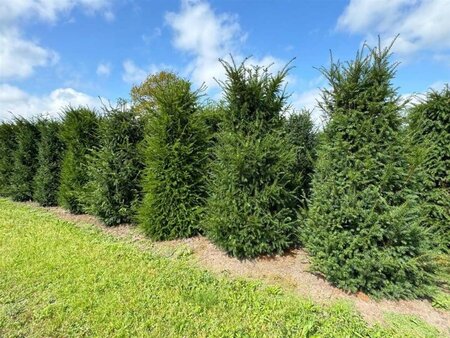 Taxus baccata 250-300 cm draadkluit - afbeelding 7