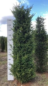 Taxus baccata 250-300 cm draadkluit - afbeelding 5