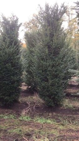 Taxus baccata 250-300 cm draadkluit - afbeelding 4