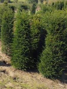 Taxus baccata 250-300 cm draadkluit - afbeelding 10