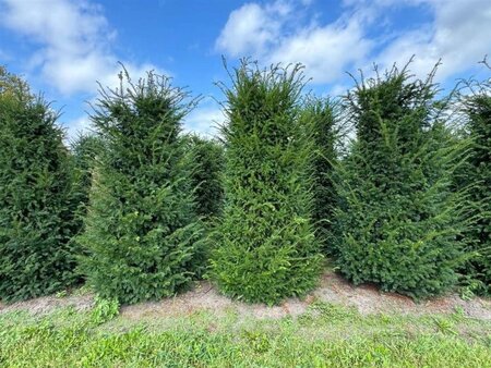 Taxus baccata 250-300 cm draadkluit - afbeelding 6