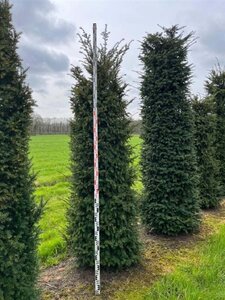 Taxus baccata 250-300 cm draadkluit - afbeelding 15