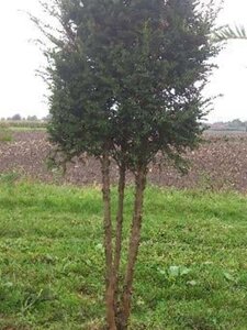 Taxus baccata 250-300 cm draadkluit meerstammig