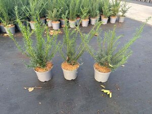 Taxus baccata 40-50 cm cont. 3,0L - afbeelding 9