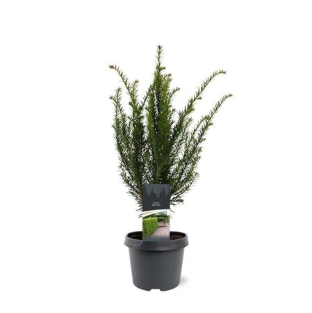 Taxus baccata 40-50 cm cont. 3,0L - afbeelding 8