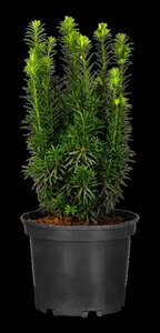 Taxus baccata 40-50 cm cont. 3,0L - afbeelding 7