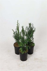 Taxus baccata 40-60 cm cont. 3,5L - afbeelding 1