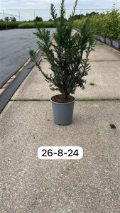 Taxus baccata 40-60 cm cont. 3,5L - afbeelding 3