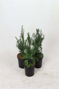 Taxus baccata 40-60 cm cont. 3,5L - afbeelding 2