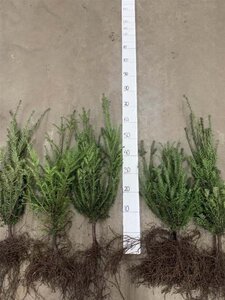 Taxus baccata 40-60 cm wortelgoed 4-jarig verpl. zaailing - afbeelding 2