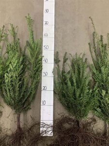 Taxus baccata 40-60 cm wortelgoed 4-jarig verpl. zaailing - afbeelding 3