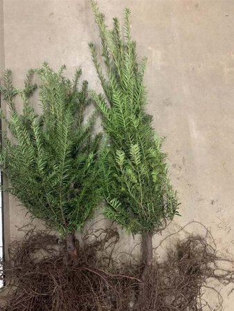 Taxus baccata 40-60 cm wortelgoed 4-jarig verpl. zaailing - afbeelding 4