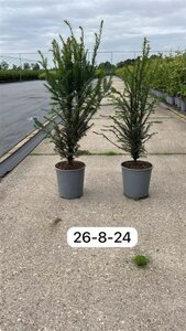 Taxus baccata 60-80 cm cont. 3,5L - afbeelding 3