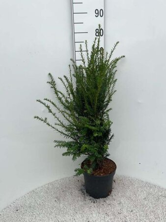 Taxus baccata 60-80 cm cont. 5,0L - afbeelding 6