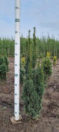 Taxus b. 'Fastigiata' 80-90 cm met kluit