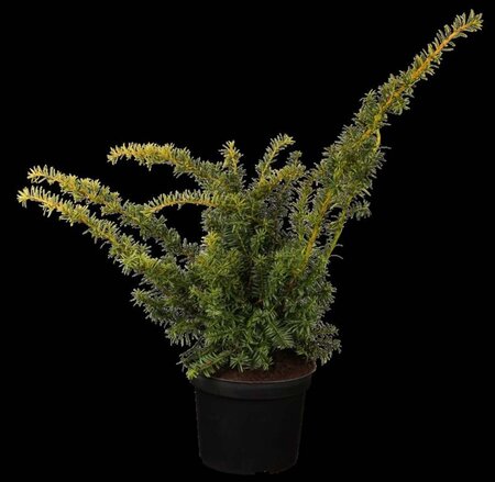 Taxus b. 'Summergold' 20-25 cm cont. 3,0L - afbeelding 1