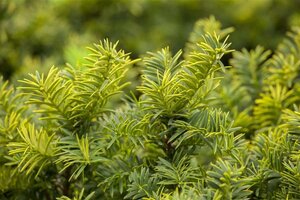 Taxus b. 'Summergold' 20-25 cm cont. 3,0L - afbeelding 2